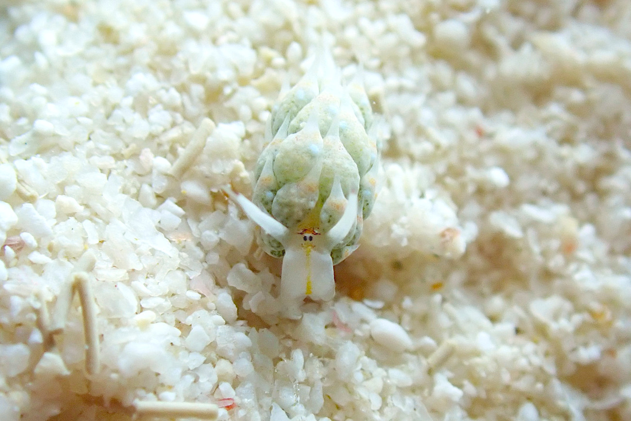 テングモウミウシ