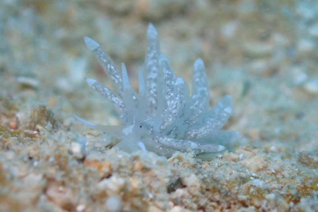 トモエミノウミウシ属の一種３