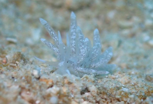 トモエミノウミウシ属の一種３