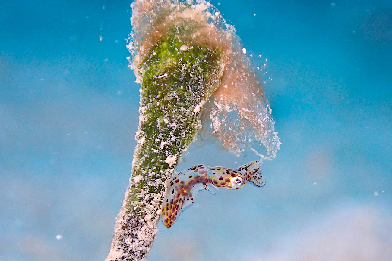 リュウキュウヒメイカ