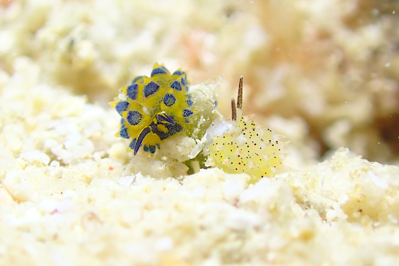 ミナミアオモウミウシとクサイロモウミウシ