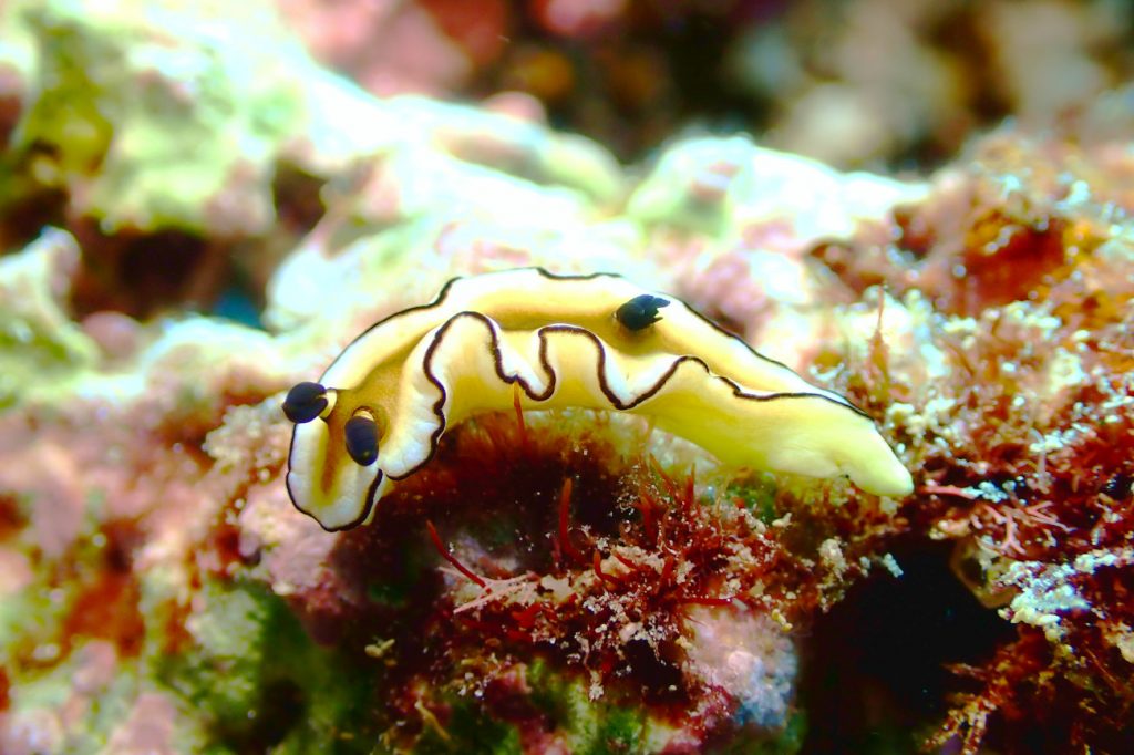 キイロウミウシ