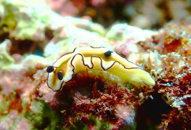 キイロウミウシ