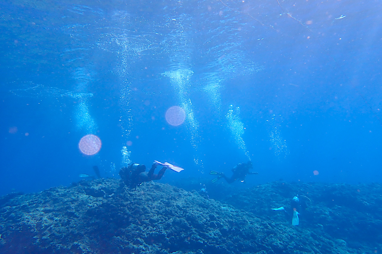 今日の水中とゲストさん