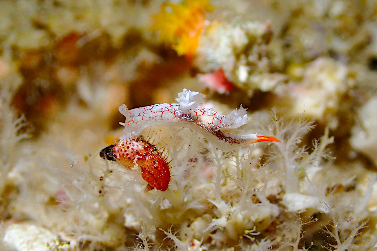 ヤマトユビウミウシ