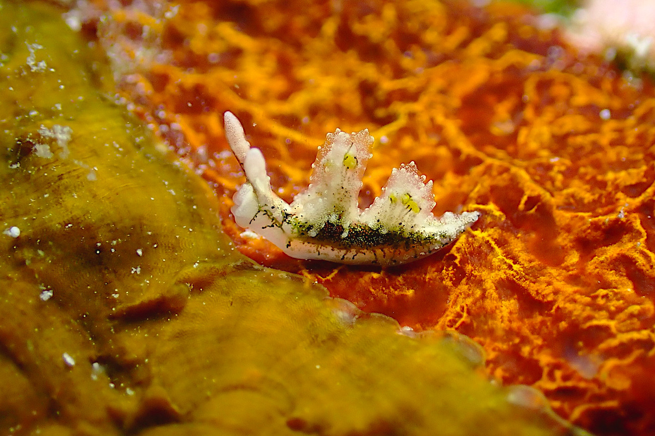 ゴクラクミドリガイ属の一種１２