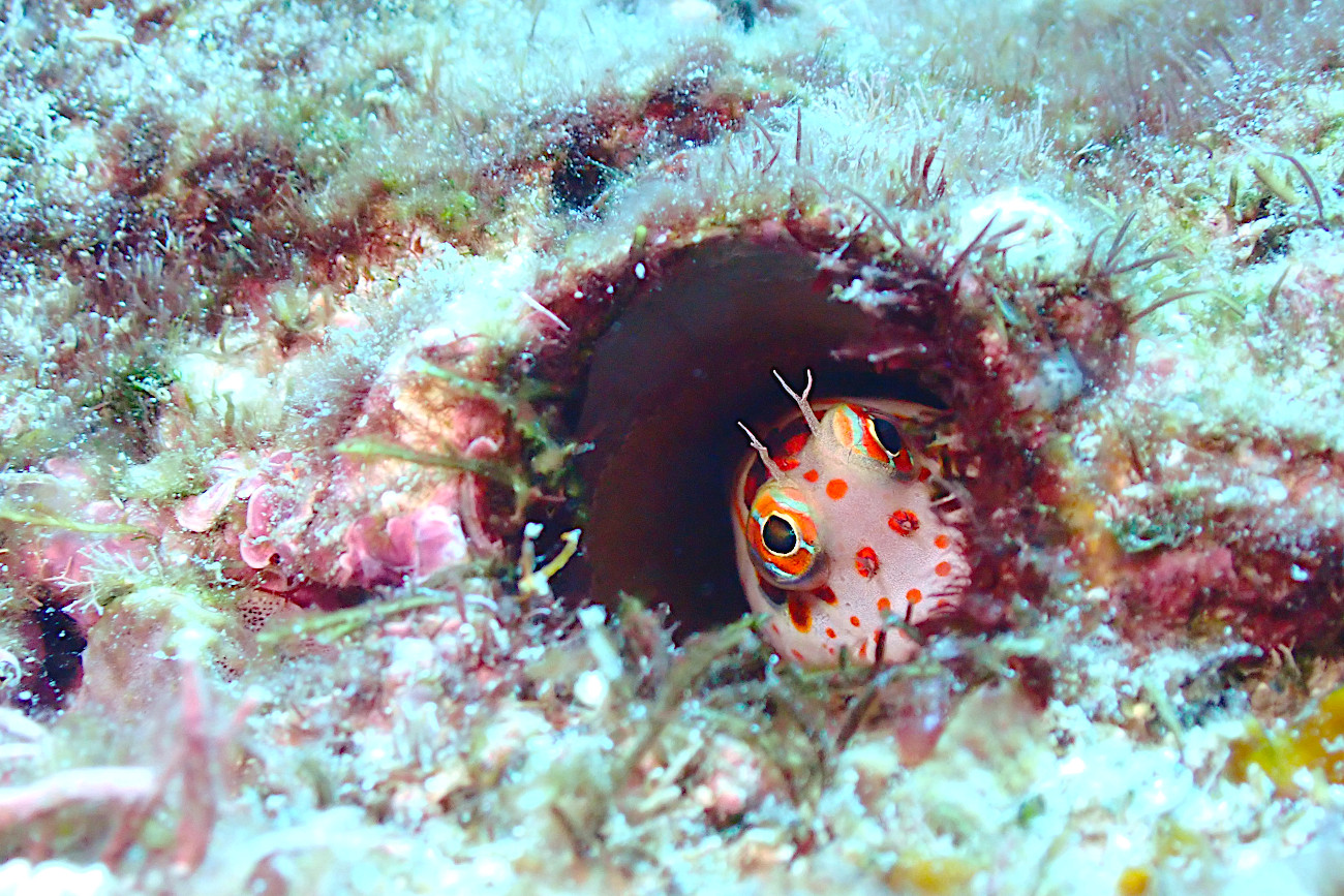 モンツキカエルウオ