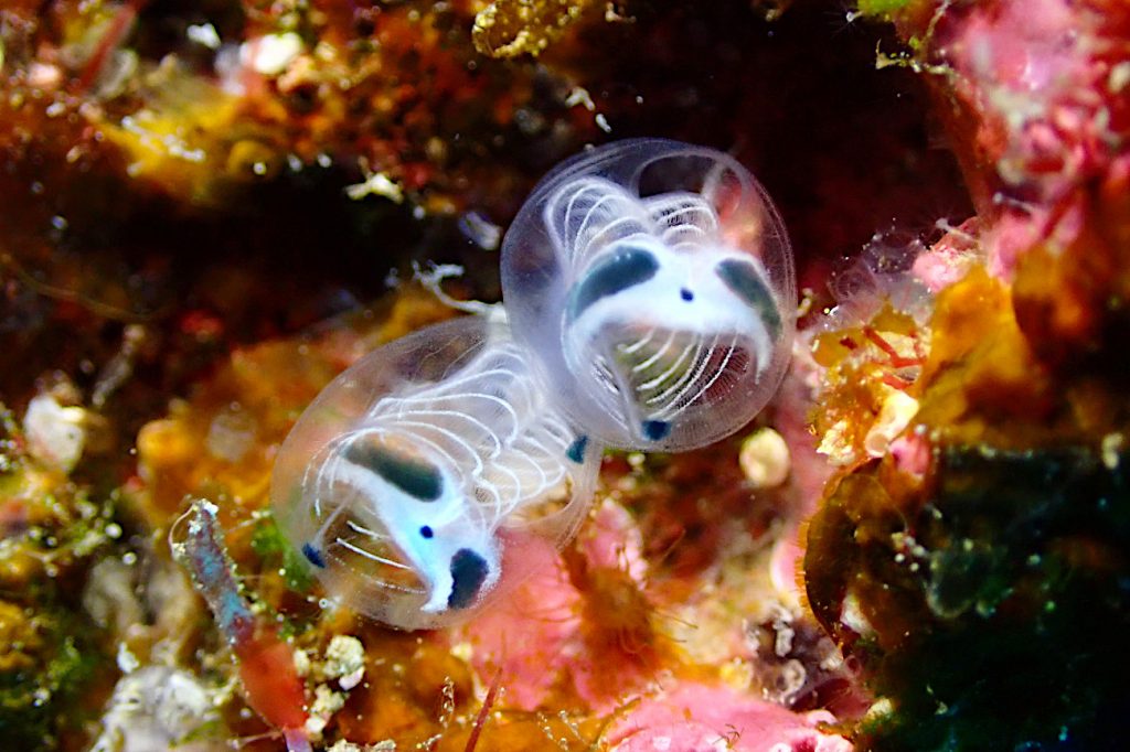 ガイコツパンダホヤ