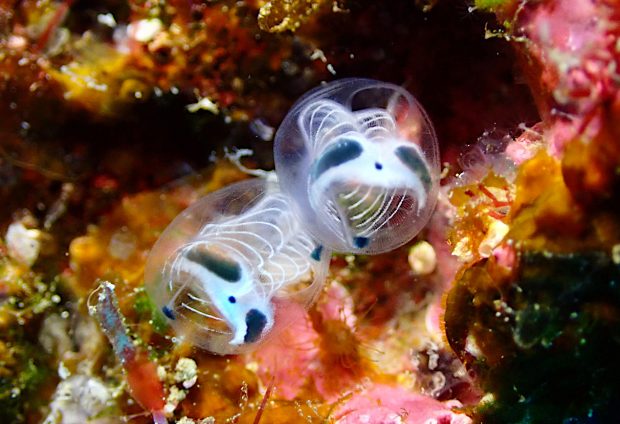 ガイコツパンダホヤ