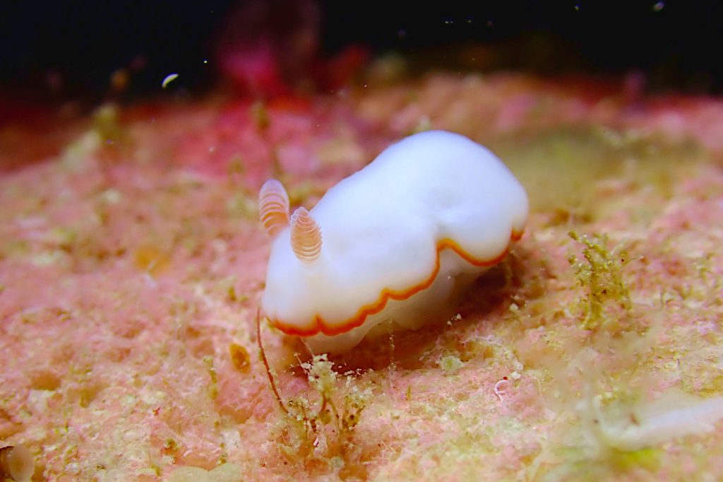 ミナミシラヒメウミウシ