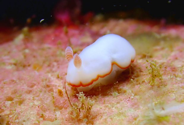 ミナミシラヒメウミウシ