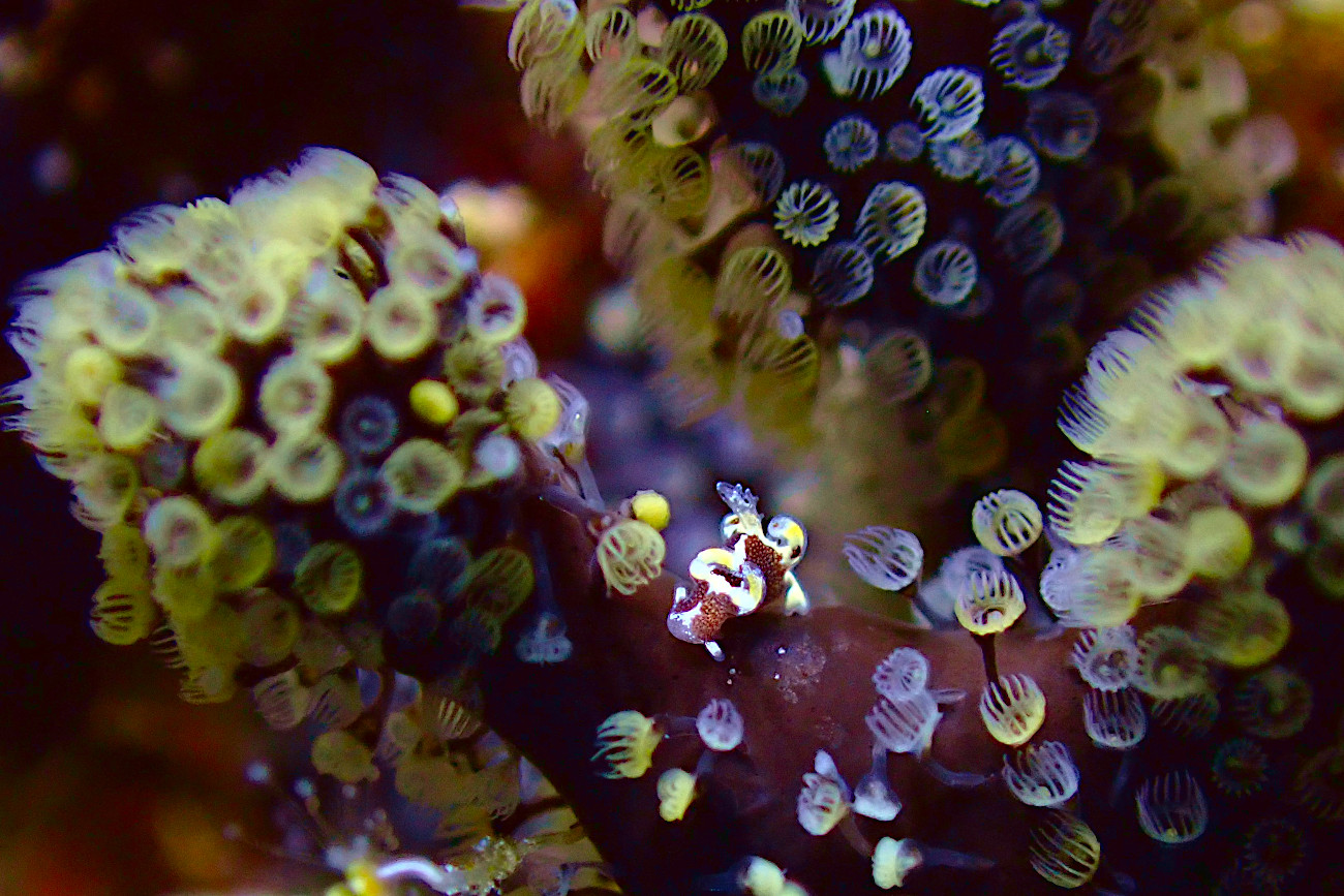 モウサンウミウシ