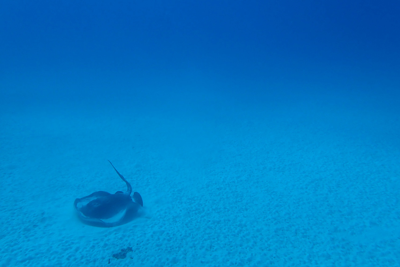 砂地とマダラエイ