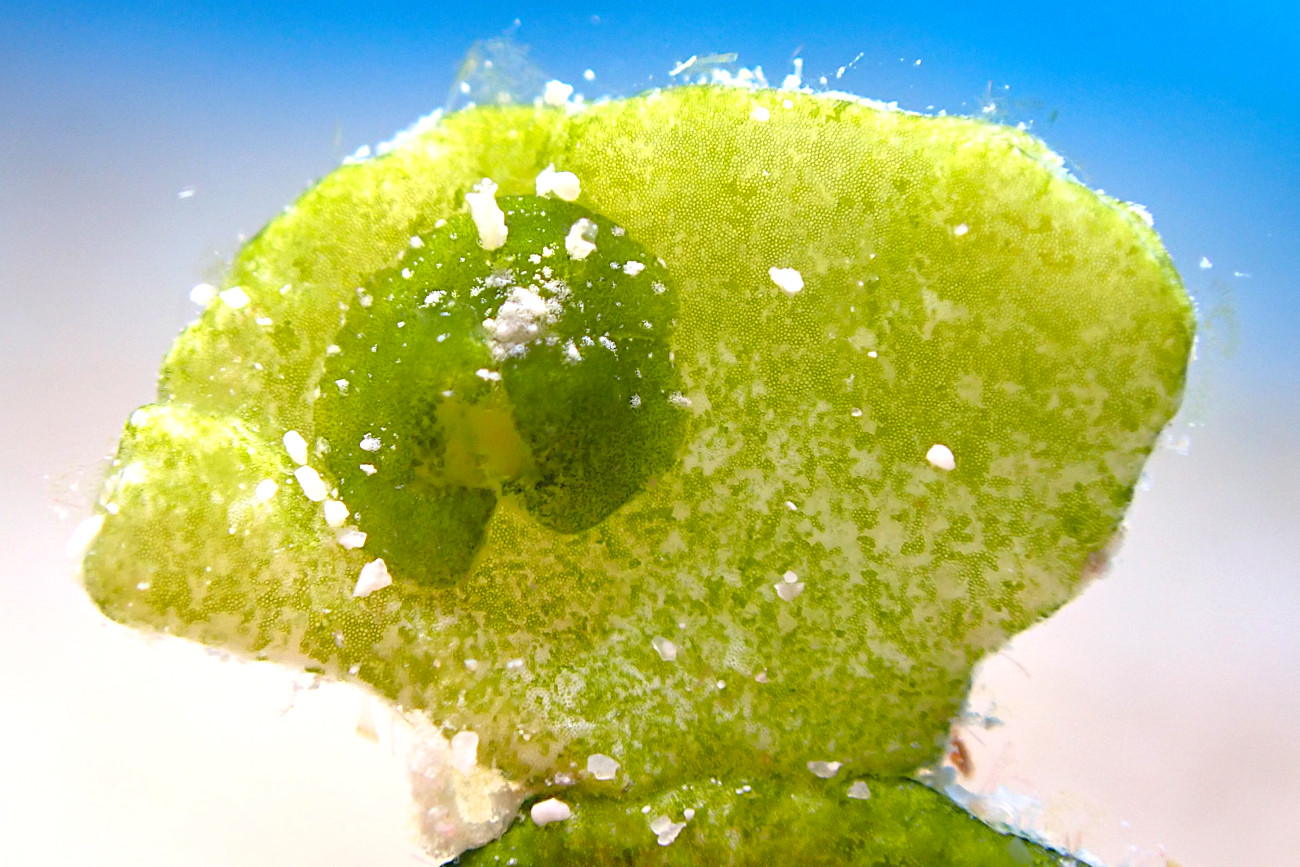 ウチワミドリガイ