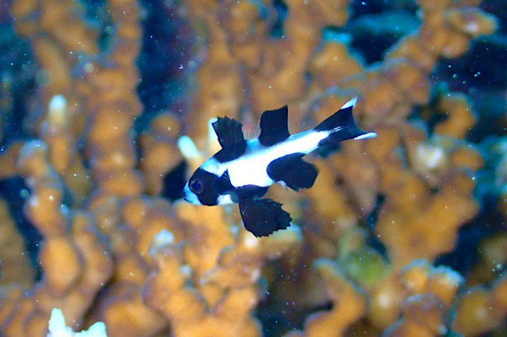 マダラタルミの幼魚