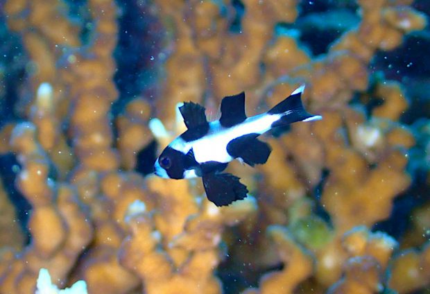 マダラタルミの幼魚