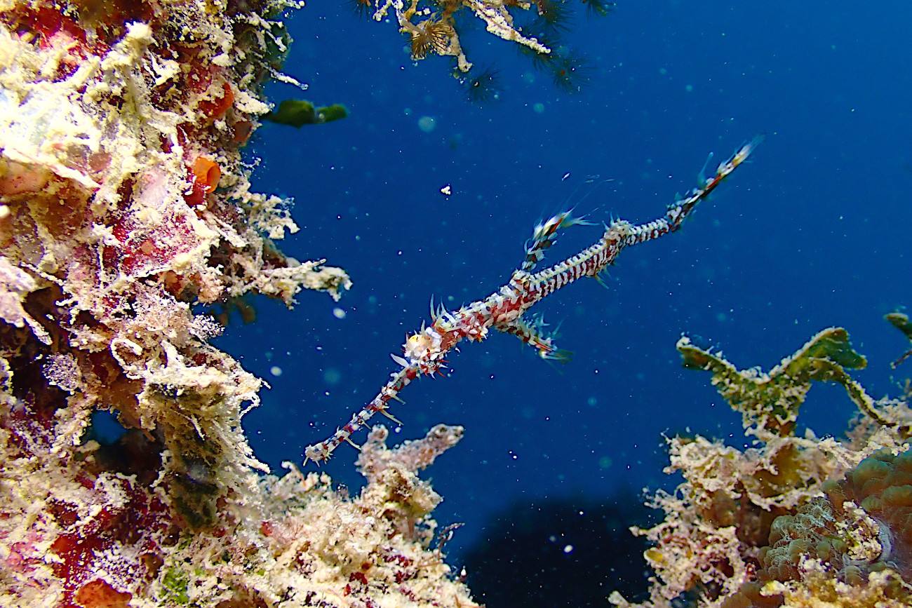 ニシキフウライウオ