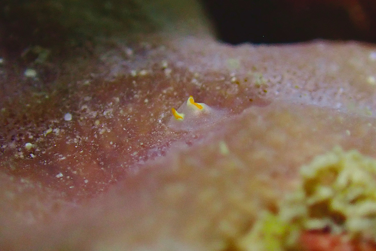 コンニャクウミコチョウ