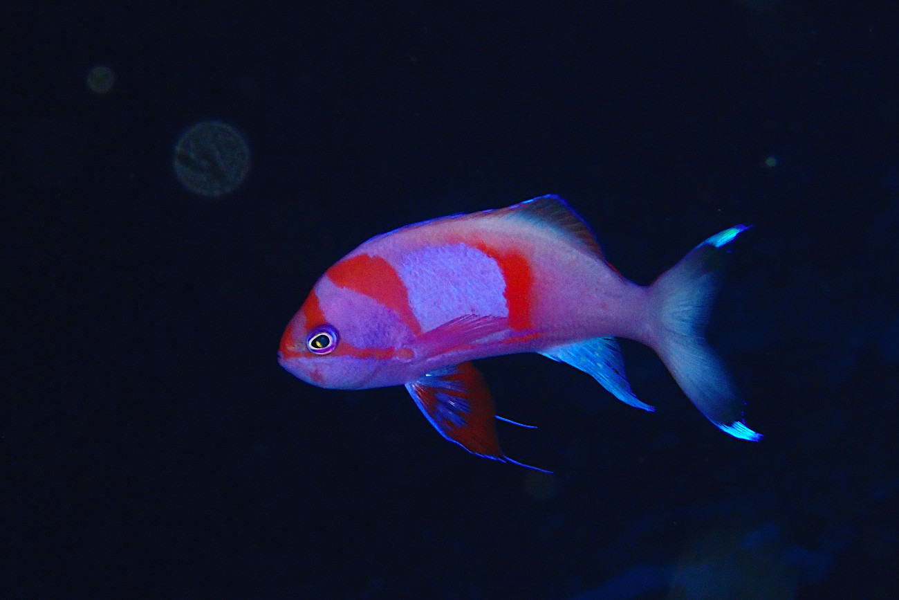 スミレナガハナダイ