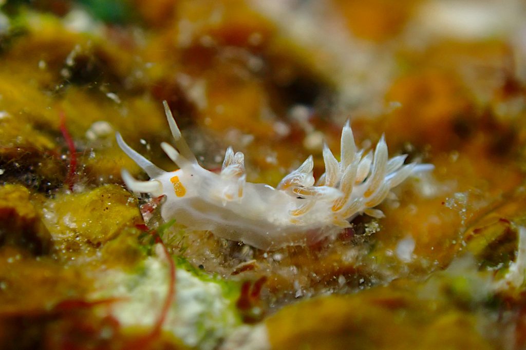 ハクセンミノウミウシ属の一種３