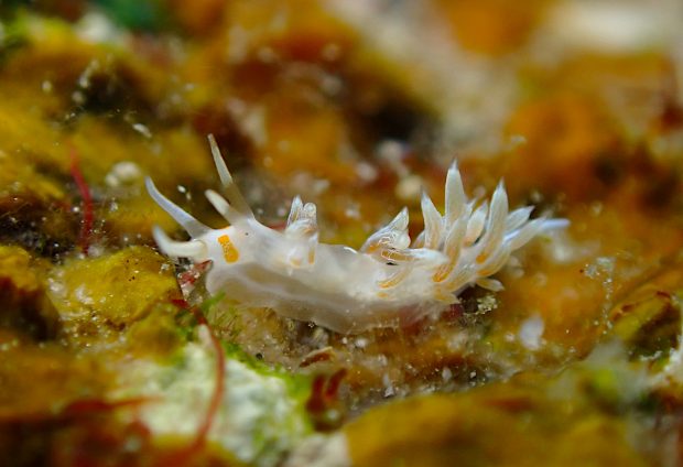 ハクセンミノウミウシ属の一種３