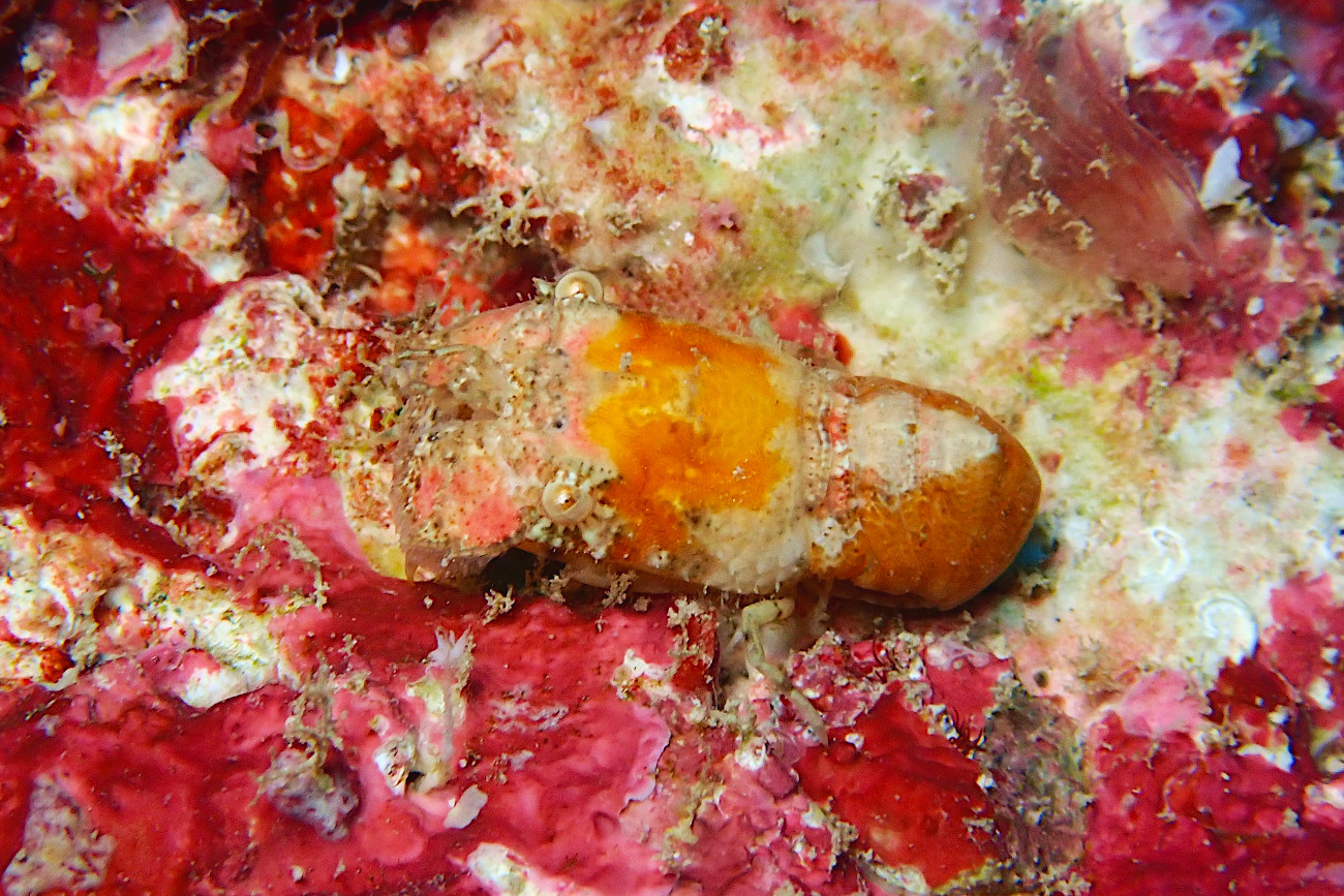 セミエビの子供？