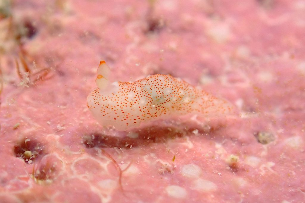 アマミキヌハダウミウシ