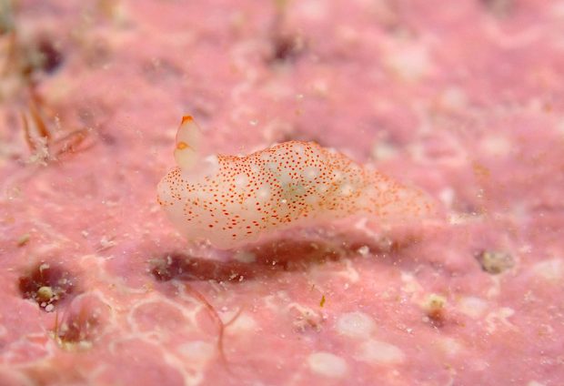 アマミキヌハダウミウシ