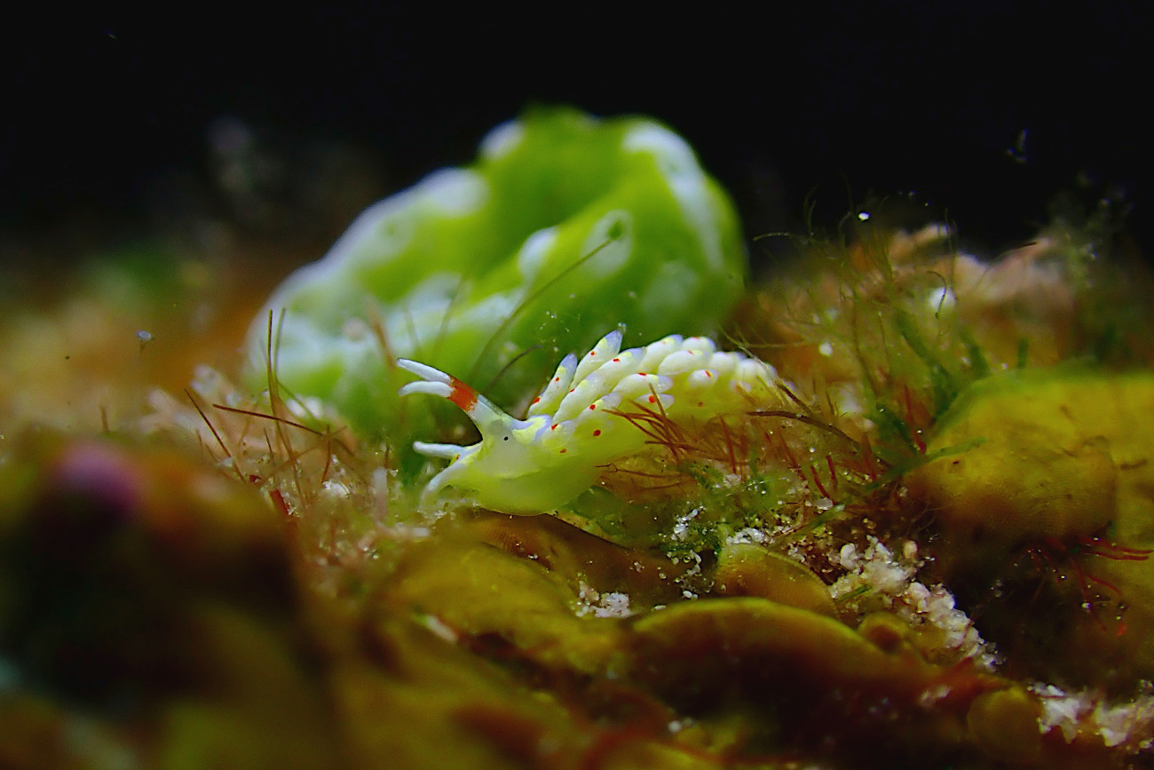 アカテンミノウミウシ