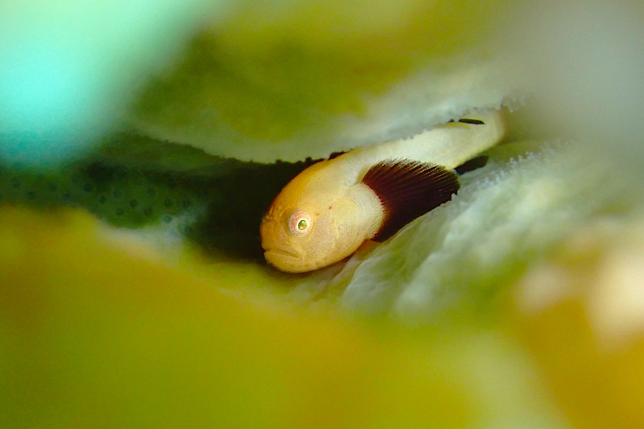 パンダダルマハゼ