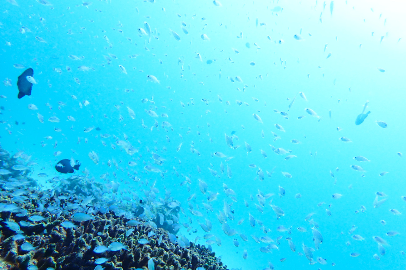 デバスズメダイ