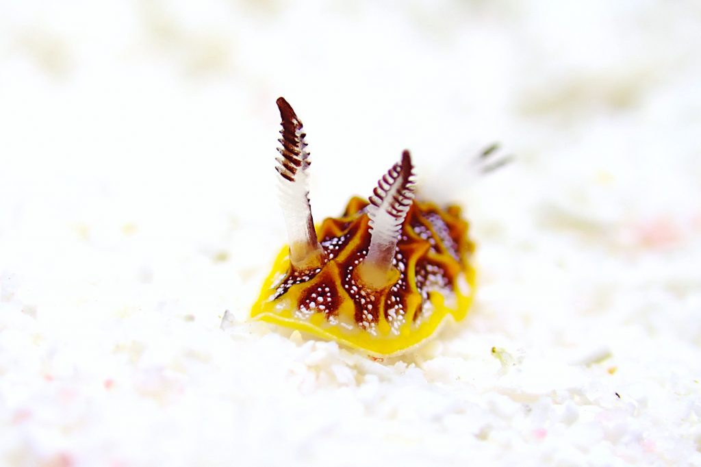 モザイクウミウシ