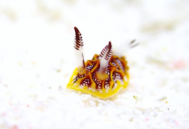 モザイクウミウシ