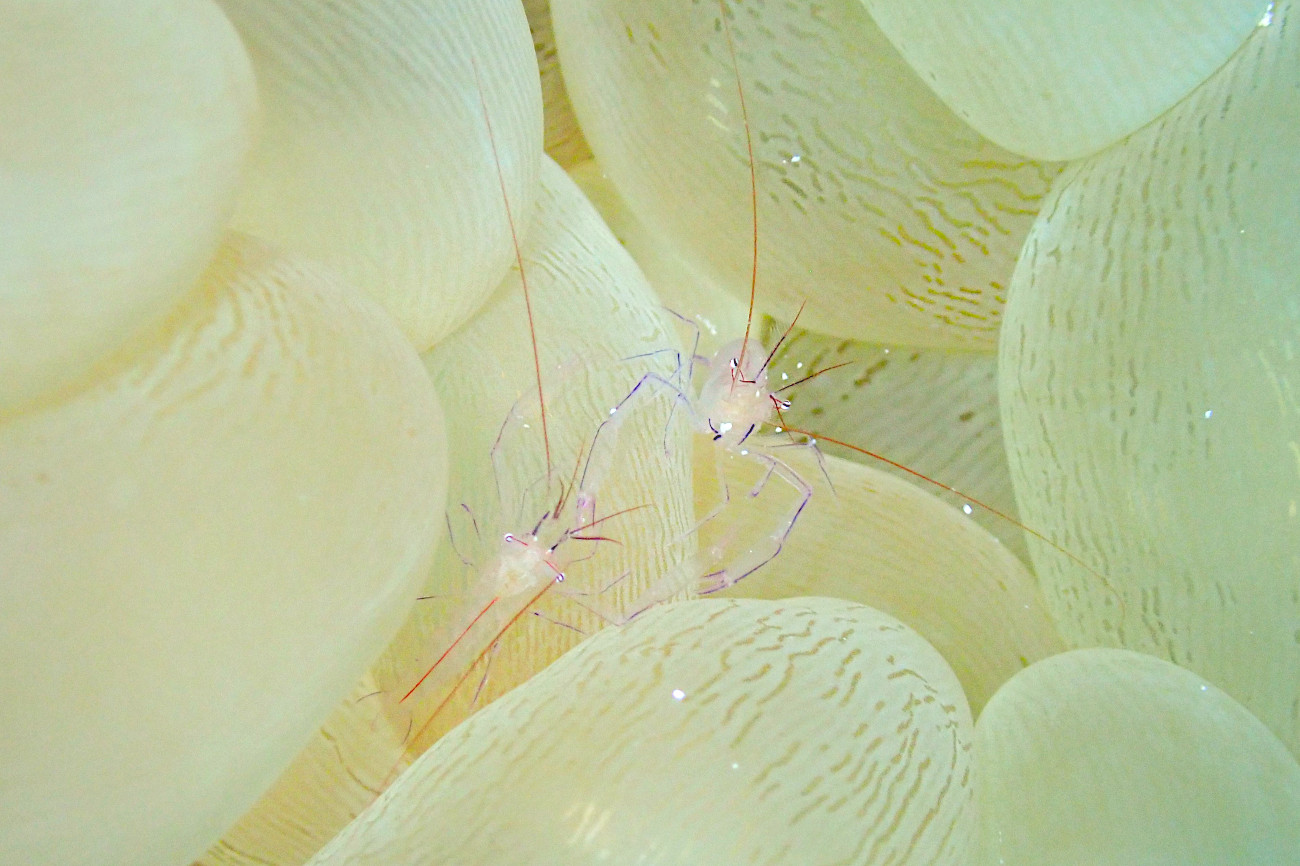 バブルコーラルシュリンプ