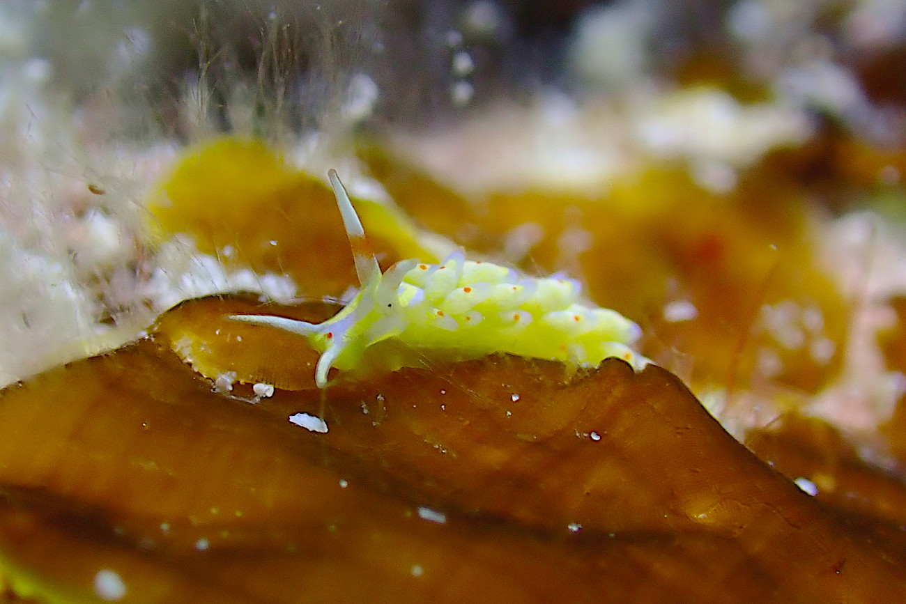 アカテンミノウミウシ