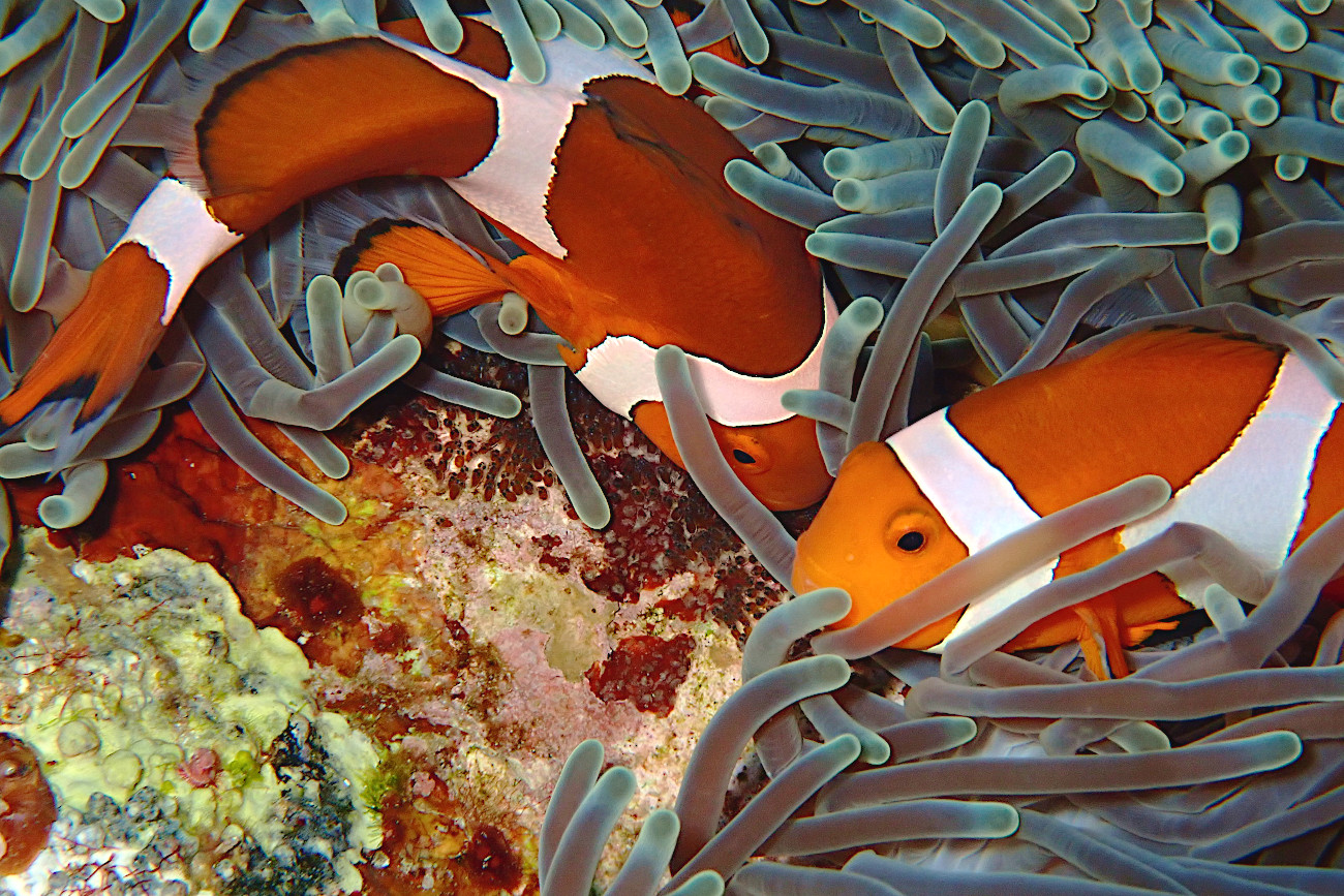 カクレクマノミ