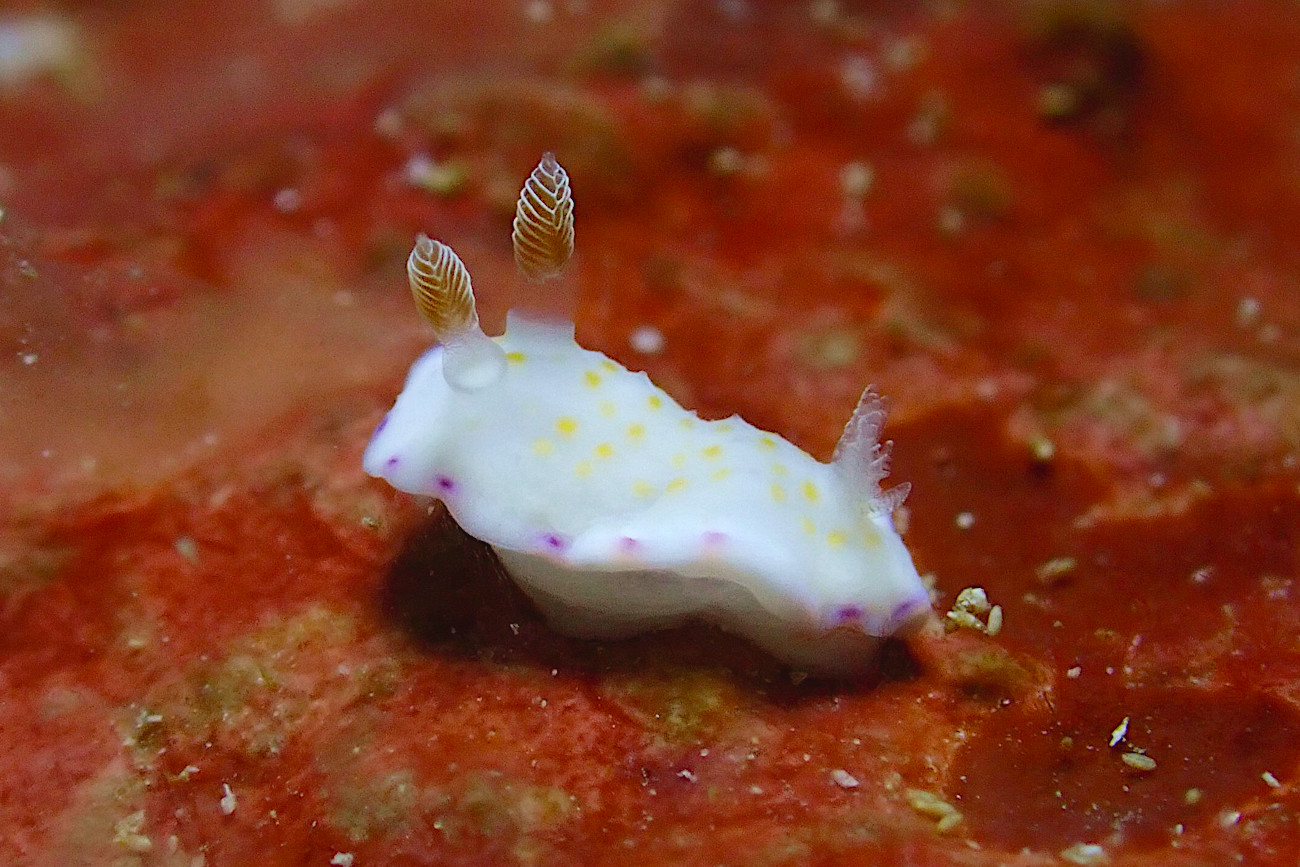 ヒメコモンウミウシ