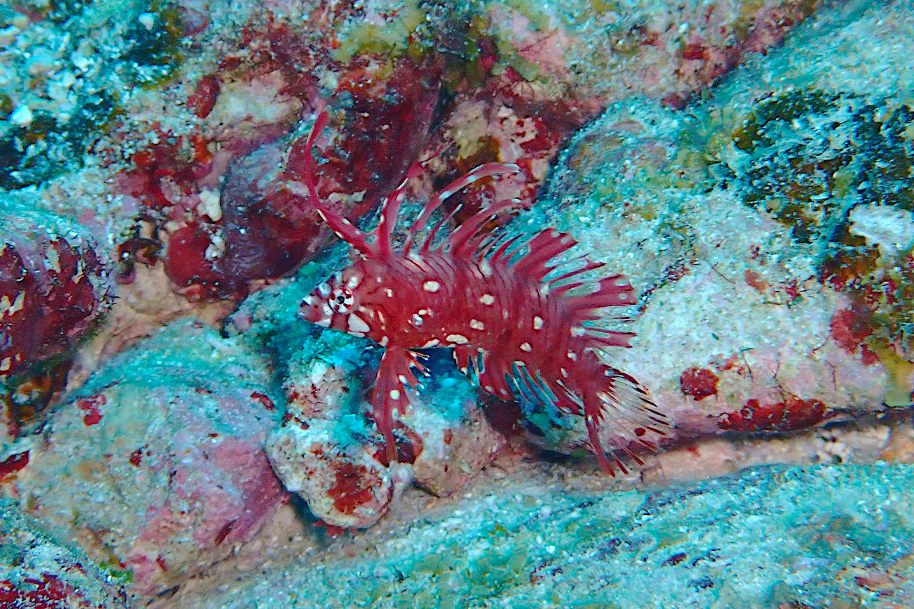 オビテンスモドキ