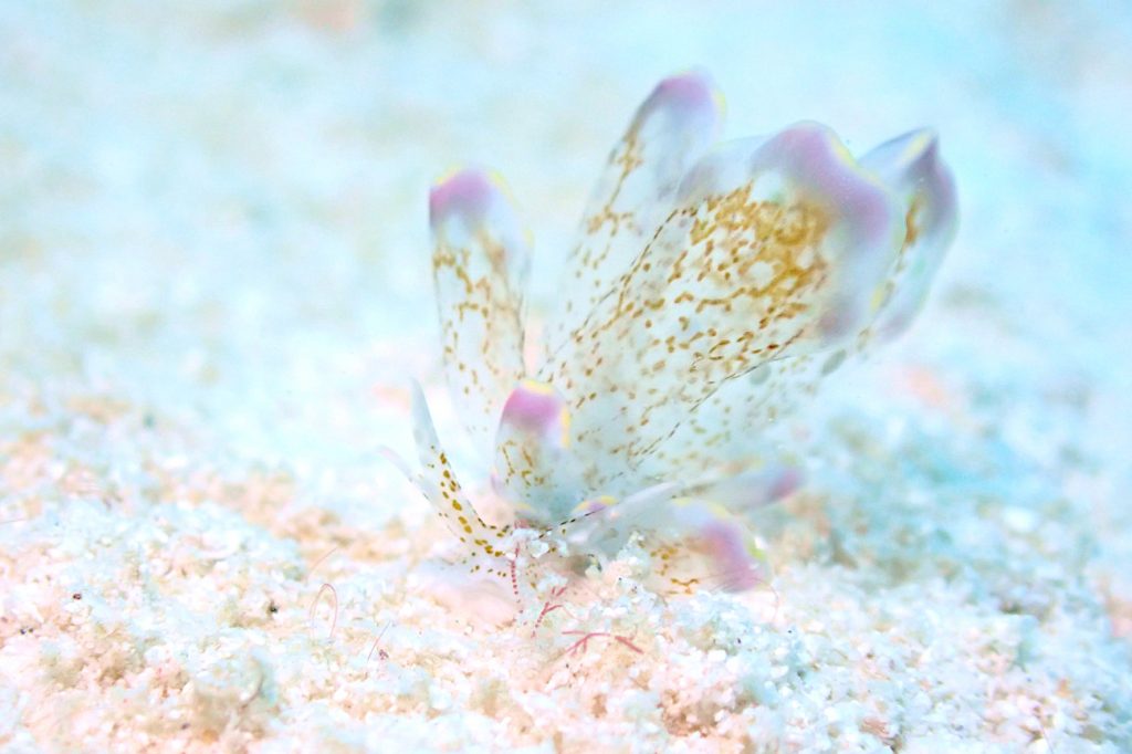 ハナビラウロコウミウシ