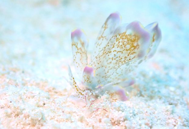 ハナビラウロコウミウシ