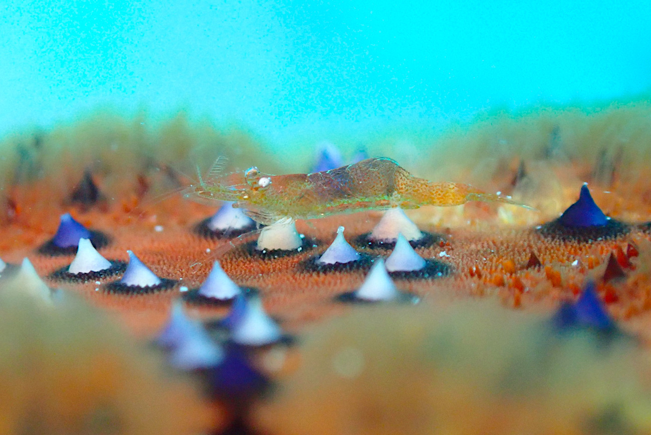 ヒトデヤドリエビ