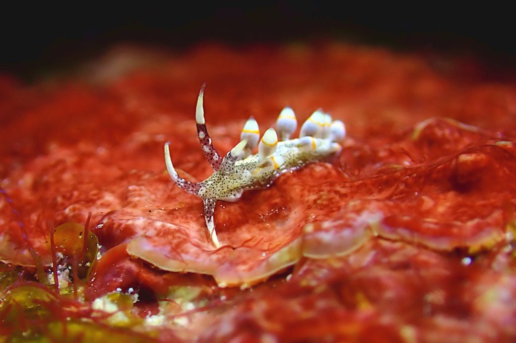 ゴマフミノウミウシ