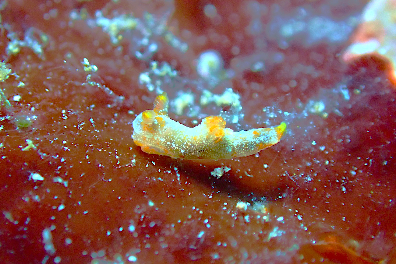 コナフキウミウシ