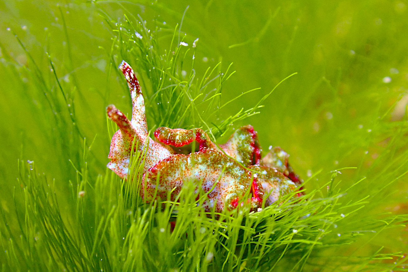 ヤエヤマミドリガイ