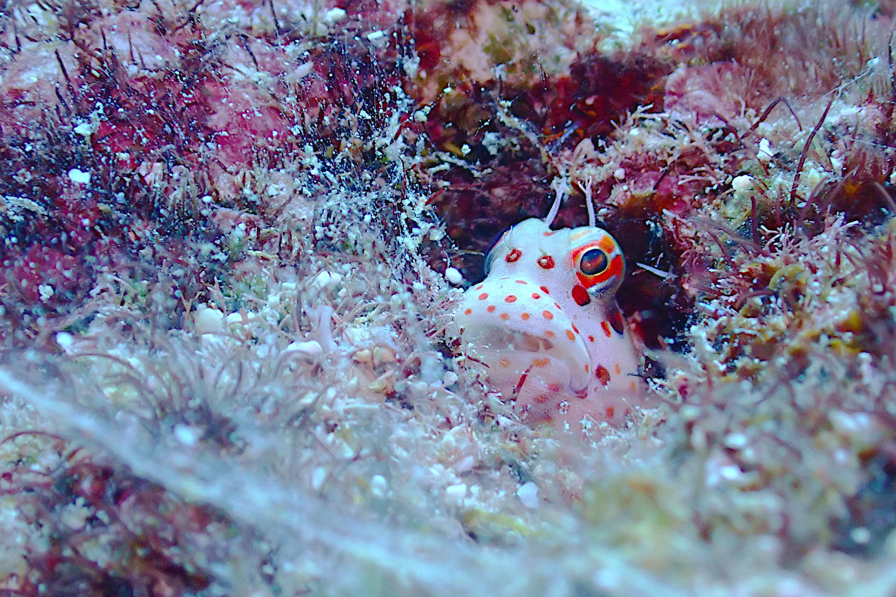 モンツキカエルウオ