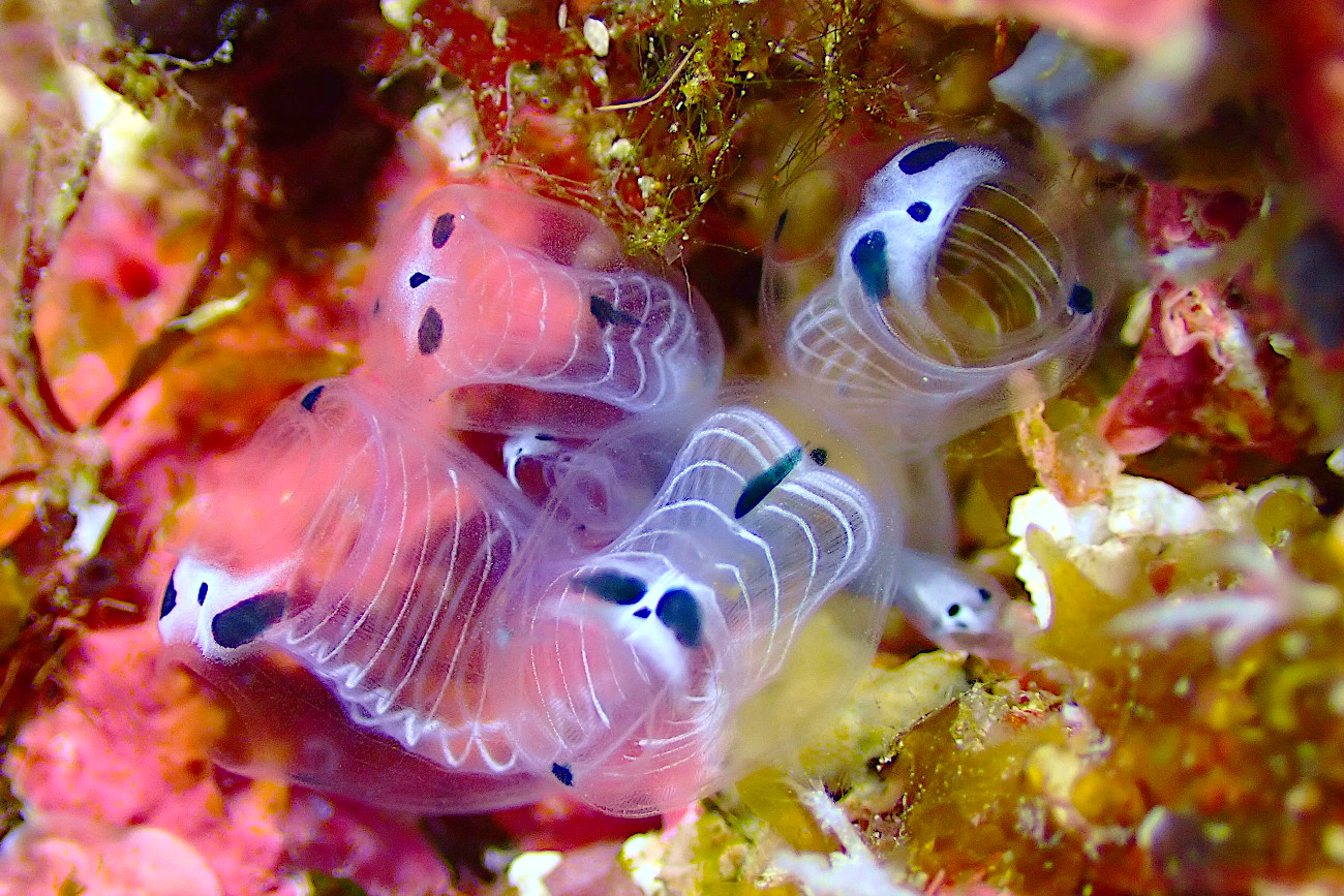 ガイコツパンダホヤ