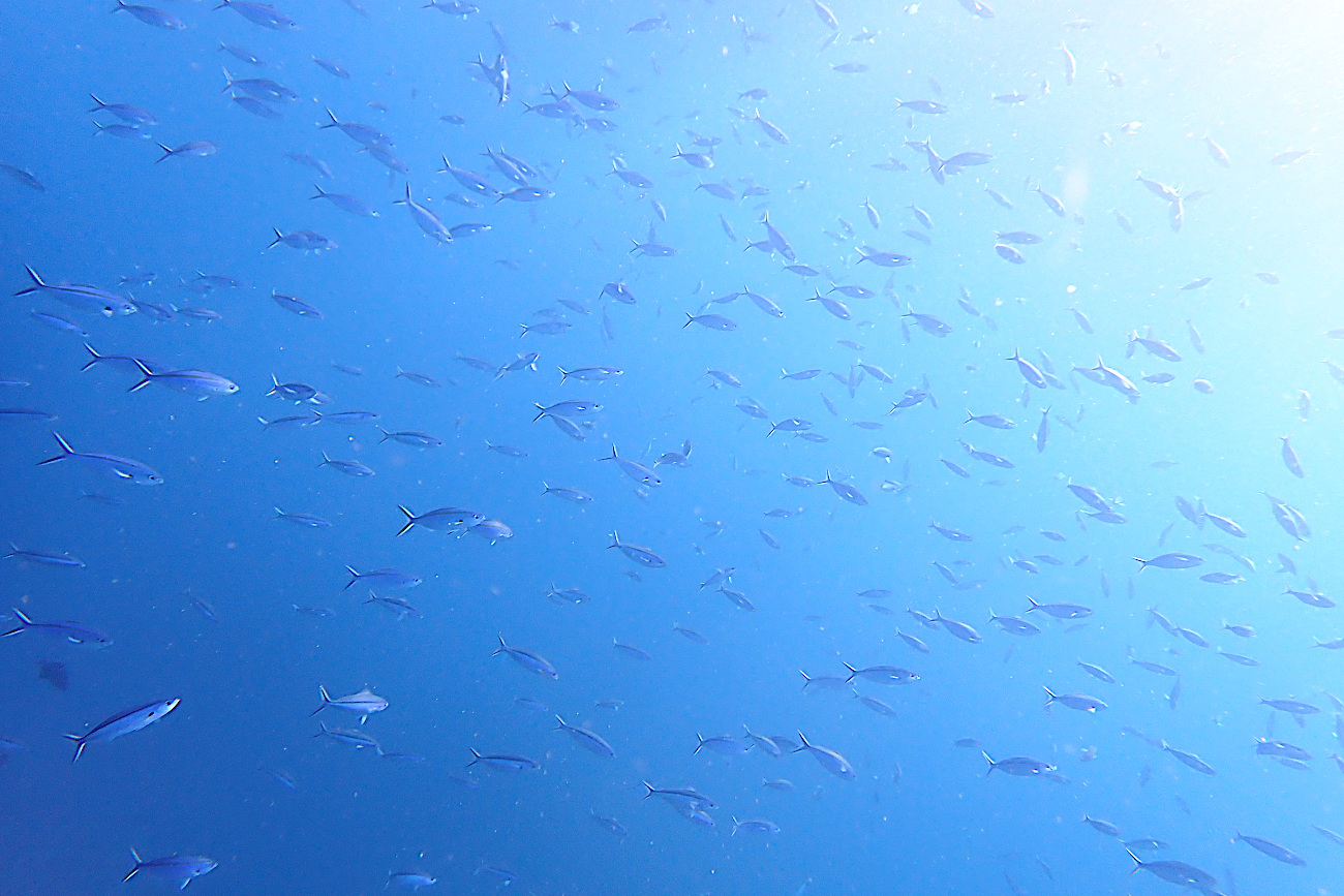 グルクンの群れ