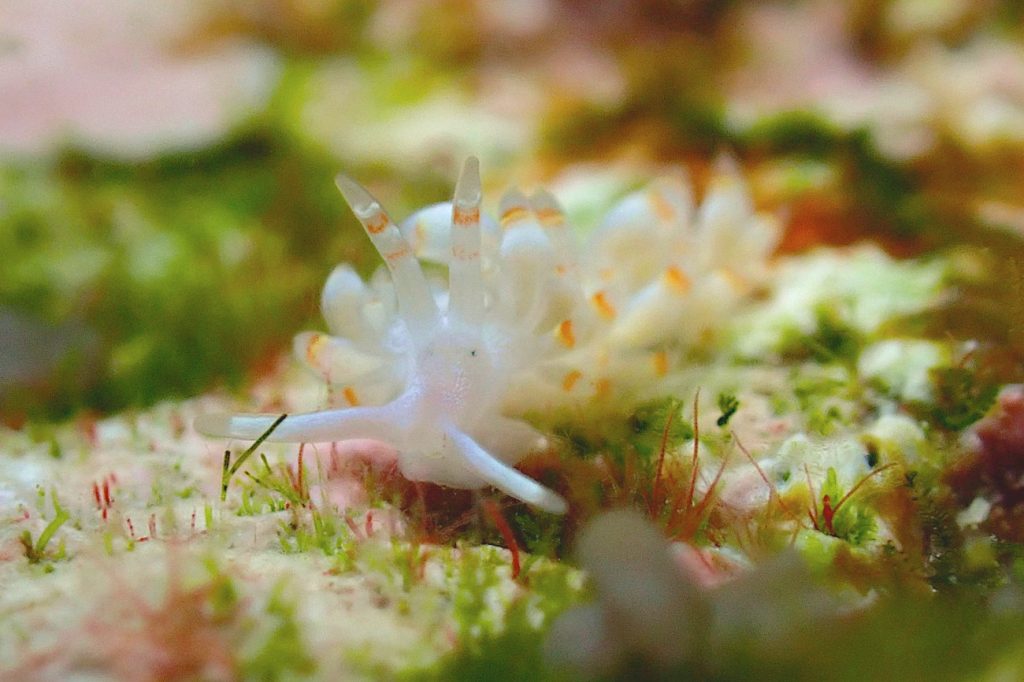 ザマミミノウミウシ