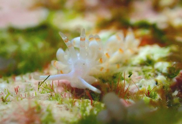 ザマミミノウミウシ