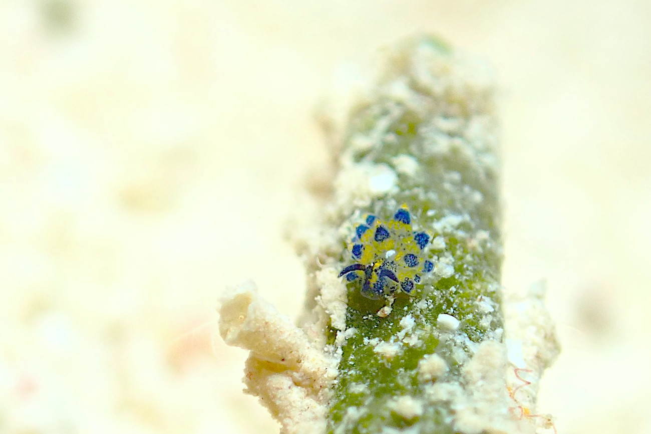 ミナミアオモウミウシ